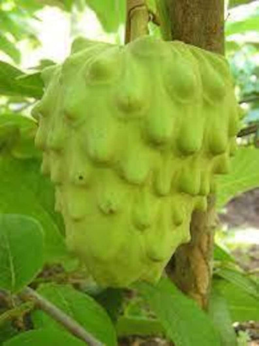 El Bumpo Cherimoya Plant - 1 Foot Tall - Grown in 6" Pot - Annona cherimola