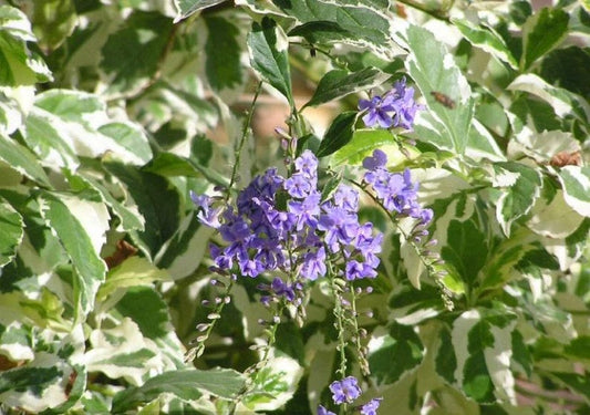 Duranta Repens Variegated Live Plant - 1 Gallon, 1 ft Tall, 6” Pot - Tropical Ornamental Foliage Plant