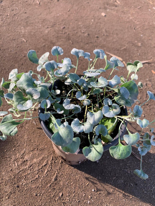 Dichondra ‘Silver Falls’ Live Plant in 6” Pot, 6-8” Long Trailing Green Foliage, Ground Cover Plant (Dichondra argentea)