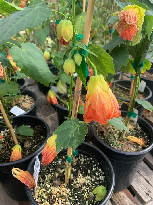 Abutilon 'Victor Reitor' Plant - 1 Gallon Pot - Flowering Maple - Colorful Indoor/Outdoor Foliage