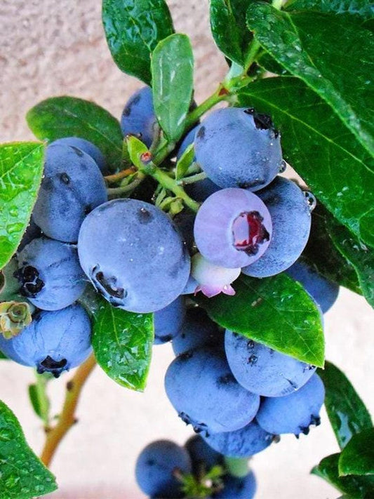 Emerald Blueberry Plant - 6" Pot - High Quality Early Ripening Berries - Vaccinium corymbosum
