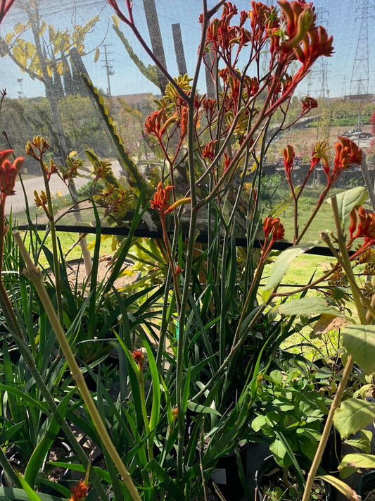 Anigozanthos Velvet Amber Live Plant in 6" Pot - Kangaroo Paw with Vibrant Flowers, 1 Gallon Pot