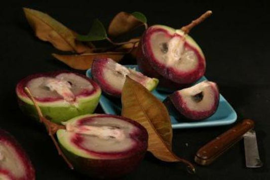 Caimito Plant - 2 to 3 Feet Tall - Chrysophyllum cainito in 3 Gallon Pot - Tropical Fruit Tree - Purple and Green Varieties