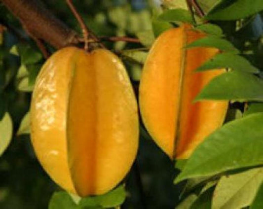 Carambola Plant - 3 Gallon Pot - Averrhoa carambola - 2 to 3 Feet Tall - Sweet Citrus Fruit Tree