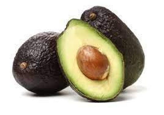 Carmen Avocado Tree - 1 ft Grafted Plant in 6" Pot - Persea americana - Indoor/Outdoor Avocado Tree