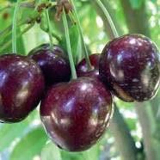 Cherry Tree Stella - 2 to 3 Feet Tall - Self-Fertile Sweet Cherry - Prunus avium 'Stella' - Potted Plant