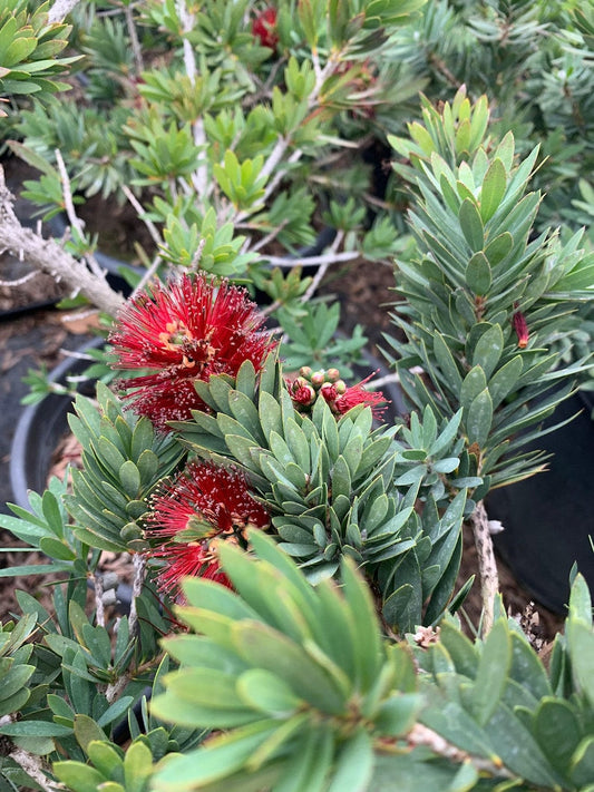 Dwarf Bottlebrush Plant 6" Pot Callistemon 'Little John' Live Plant 1 Foot Tall Low Maintenance Garden Accent