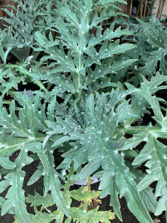 Greenglobe Artichoke Live Plant - 1 Starter in 3" Pot - Cynara Scolymus