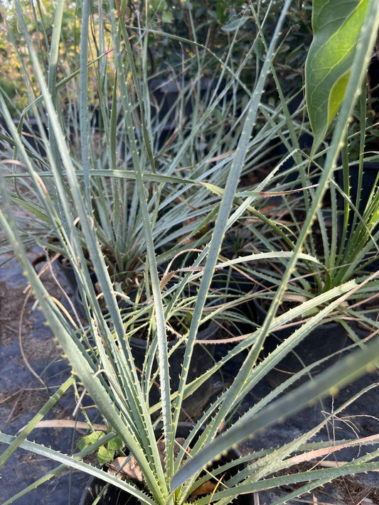 Dasylirion Wheeler Live Plant, 6" Pot, Small Green Flowers, Desert Spoon (Dasylirion wheeleri)