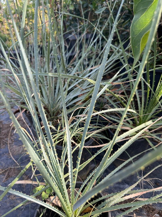 Dasylirion Wheeler Live Plant 6” Pot - Green Flowering Desert Plant - Dasylirion wheeleri