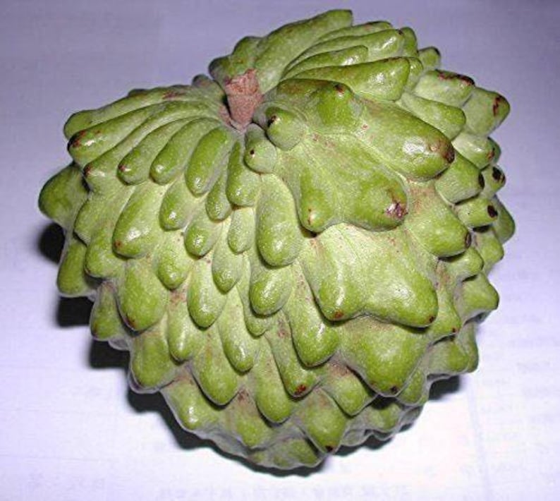 Atemoya Fruit Tree - 1 Gal Pot - Geffner Variety - Live Plant with Good Roots - Fresh from Our Garden