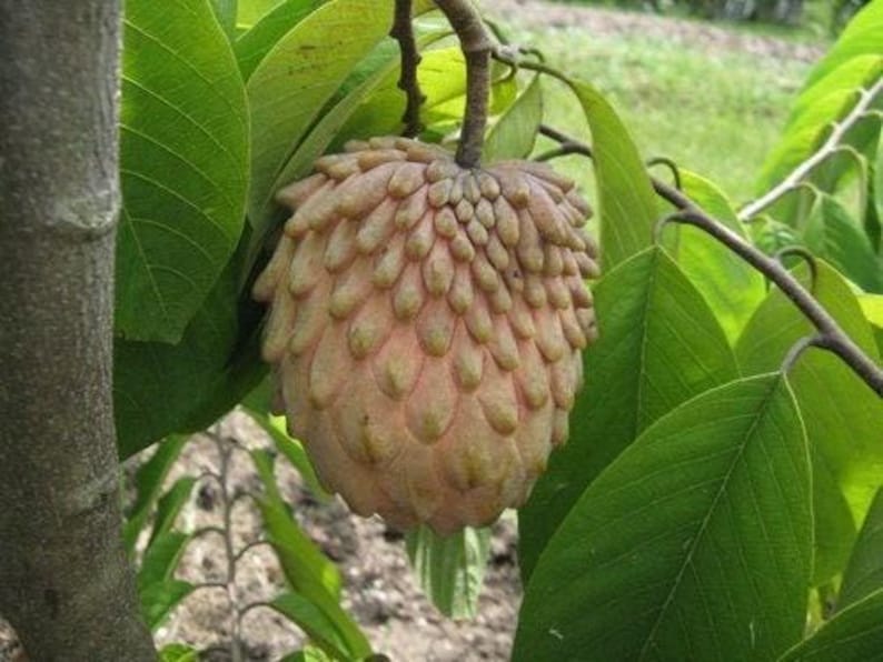 Grafted Lisa Atemoya Tree - 3 Gal Pot - Live Fruit Plant - Annona squamosa - Fresh From Our Garden
