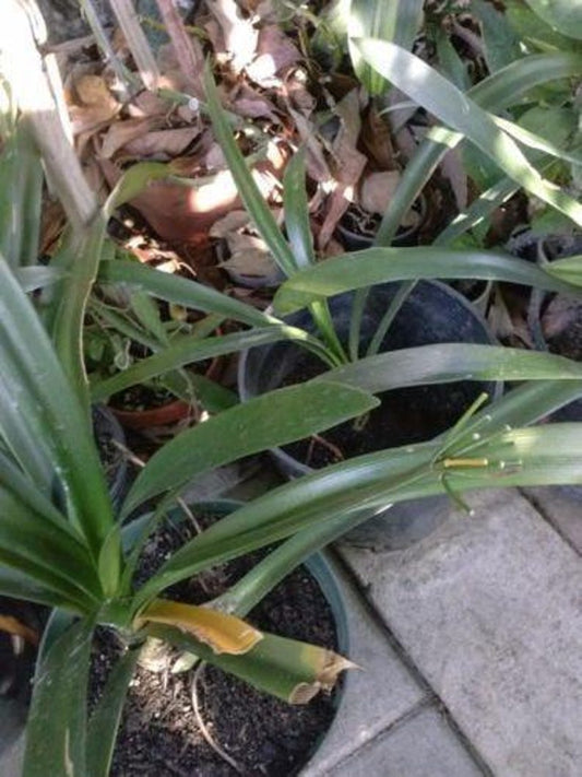 Clivia Miniata 'Solomone' - Yellow Clivia Live Plant in 1 Gal Pot - Tropical Flowering Plant with Bold Leaves