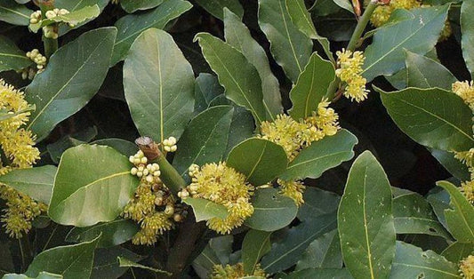 Bay Leaf Starter Plant - 3" to 6" Tall - Sweet Bay (Laurus nobilis) in 3" Pot - Aromatic Culinary Herb for Cooking