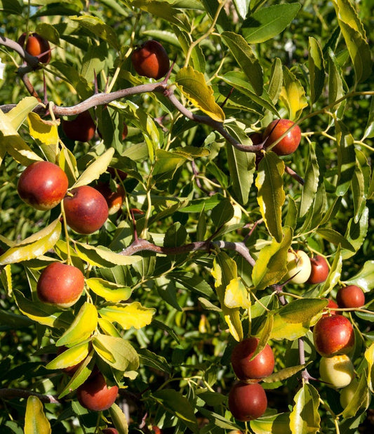 Contorted Jujube Tree - Grafted 3Gal Pot - Edible Fruit, Ornamental Twisted Branches - Ziziphus jujuba