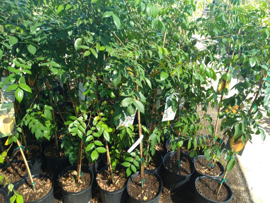 Carambola Star Fruit Tree - 3 Gallon - Kari Variety - Sweet Citrus Flavor - Averrhoa carambola