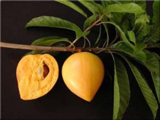 Canistel Tree - Airlayered - 3 Gallon Pot - Canistel (Pouteria campechiana) - Tropical Fruit Plant for Home Garden