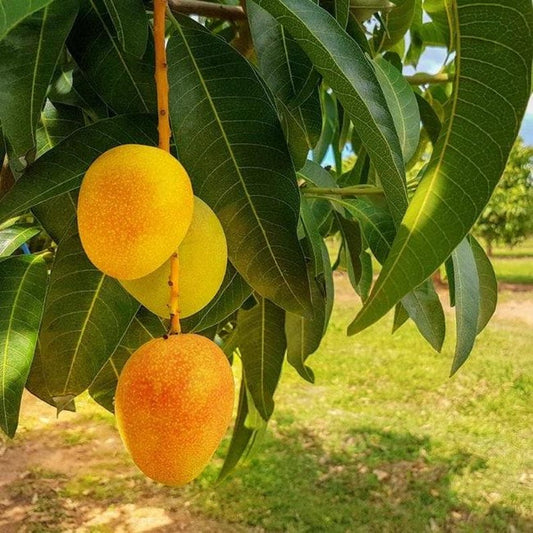 Carrier Mango Tree Live Plant - 6" Pot - Fiberless Fruit - Mangifera indica - Easy Care, Minimal Disease Issues