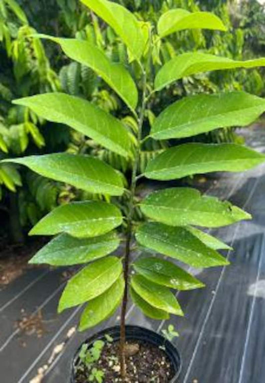Organic Sugar Apple Custard Apple Sita Phal Plant - 1 Gallon Pot, Annona Squamosa, 10-14 Inch Sweetsop Tree
