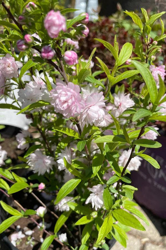 Dwarf Flowering Almond Live Plant 2 ft Rosea Plena Prunus Glandulosa in 3Gal Pot