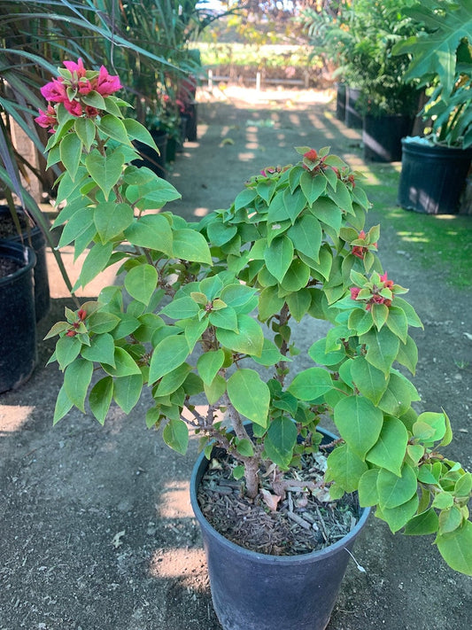 Bougainvillea Torch Plant - 2 to 3 Feet - Vibrant Color - Bougainvillea glabra - Shipped in 3 Gallon Pot
