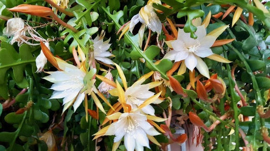 Epiphyllum Anguliger Live Plant 1-2ft - Ric Rac Orchid Cactus in 6” Pot - Long Arching Lobed Stems