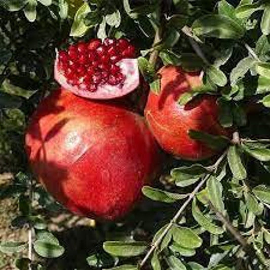 Desertnyi Pomegranate Plant in 6" Pot - Unique Light Orange Rind & Dark Red Arils - Punica granatum