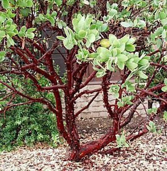 Dr. Hurd Manzanita Plant - 6" Pot - Arctostaphylos manzanita 'Dr. Hurd' - Evergreen Shrub with Glossy Foliage and Decorative Bark
