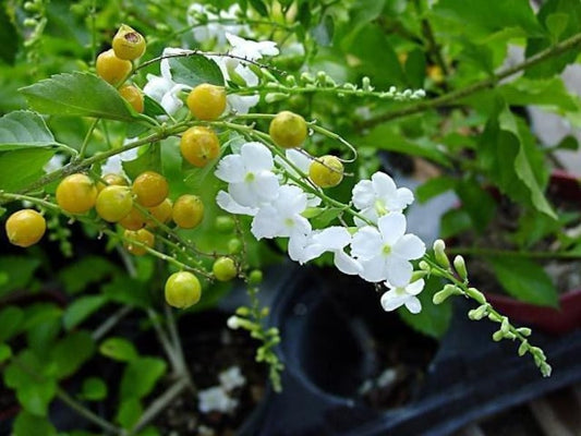 Duranta Live Plant 6” Pot - White Flowering Duranta erecta - 1ft Tall Decorative Indoor/Outdoor Plant