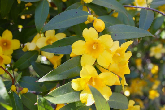 Carolina Jasmine Vine - 1 Gal Pot - Yellow Blooms - Gelsemium sempervirens