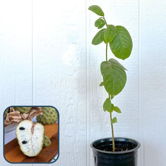 Booth Cherimoya Seedling Plant - 2 to 3 Feet Tall - Atemoya Root Stock - Shipped in 3 Gal Pot - Annona cherimola