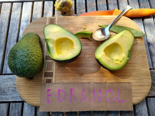 Edranol Avocado Tree - Grafted 3Gal Pot - 2 Feet Tall - Disease Resistant - Smooth Flesh - Indoor/Outdoor - Persea americana