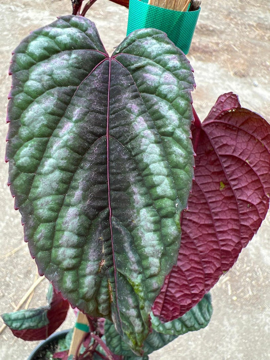 Cissus discolor Live Plant 1-2 ft Climbing Rex Begonia Vine 6” Pot - Dark Burgundy Pink White Green Foliage