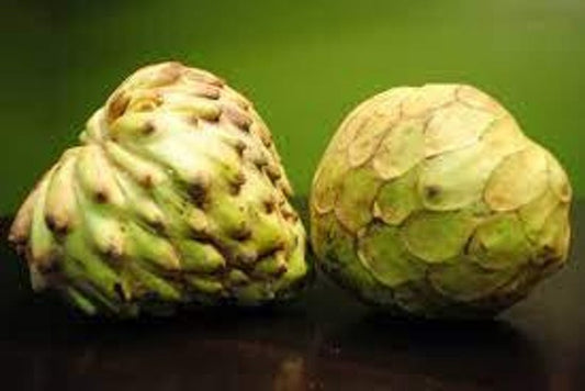 Dr White Cherimoya Plant - 3 Feet Tall in 3 Gal Pot - Annona cherimola