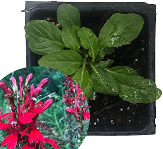 Organic Cardinal Flower Plant - Scarlet Lobelia - 2.5 Inch Pot - Lobelia cardinalis - Perfect for Pollinator Gardens & Wetlands