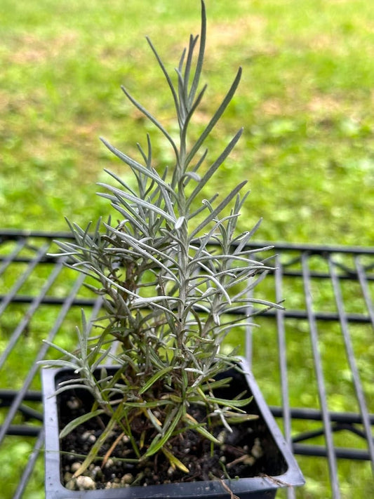 Organic Curry Plant in 2.5-inch Pot, Helichrysum italicum, Fragrant Herb, Italian Strawflower, Immortelle for Garden or Home