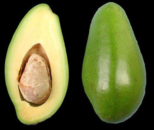 Doni Avocado Tree - 1ft Grafted Plant in 6" Pot - Persea americana - Florida's First Quality Avocado for Home Gardens
