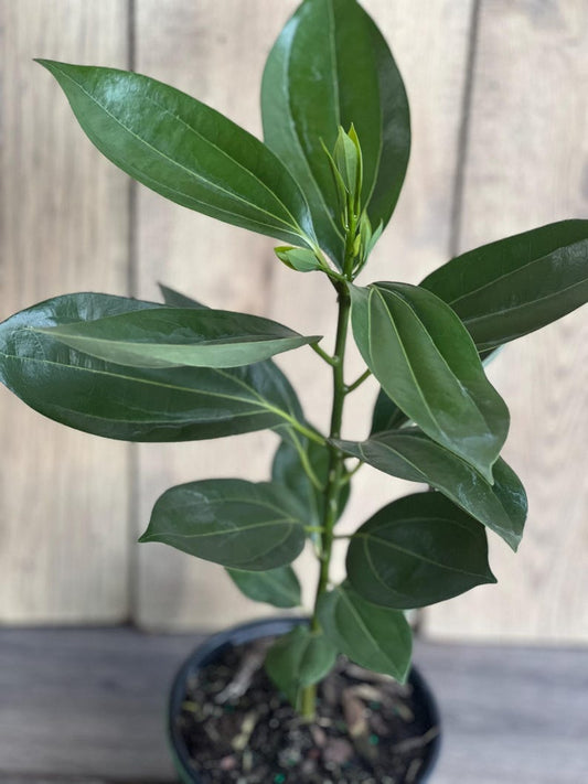 Cinnamon Tree in 6" Pot, Ceylon Cinnamon, Cinnamomum zeylanicum, Aromatic Spice Plant for Home Garden Decor