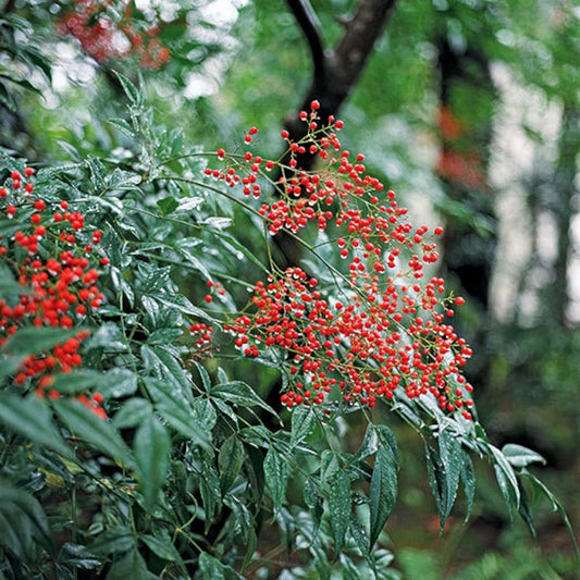 Domestica Nandina Plants - 2 Pack in 3" Containers, Heavenly Bamboo, Nandina domestica, Ornamental Evergreen Shrub
