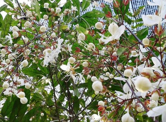 Clerodendrum schmidtii Plant - 1 to 2 Feet - Cây D? Ng?c Minh Châu - 3 Gal Pot - Tropical Foliage