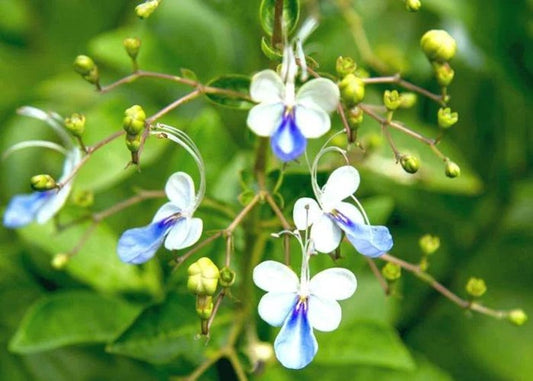 Clerodendrum ugandense Live Plant 2ft Tall with Pale Blue Butterfly Flowers in 3Gal Pot - Attracts Butterflies