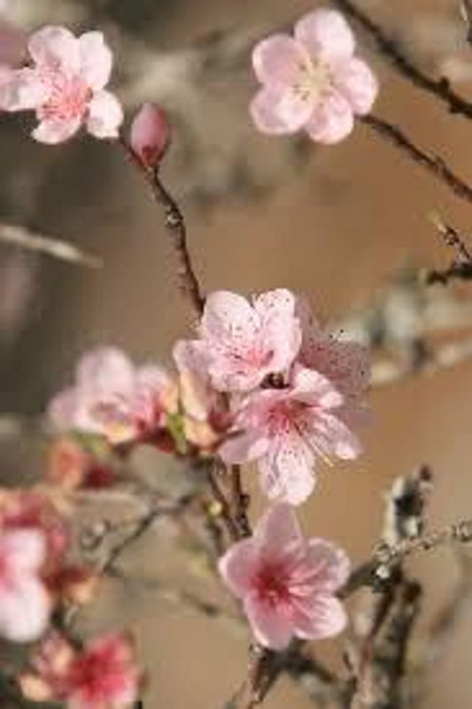 Dwarf Pink Flowering Almond Plant - Quart Pot - Prunus glandulosa - Ornamental Shrub with Spring Blooms - USDA Zone 4-8