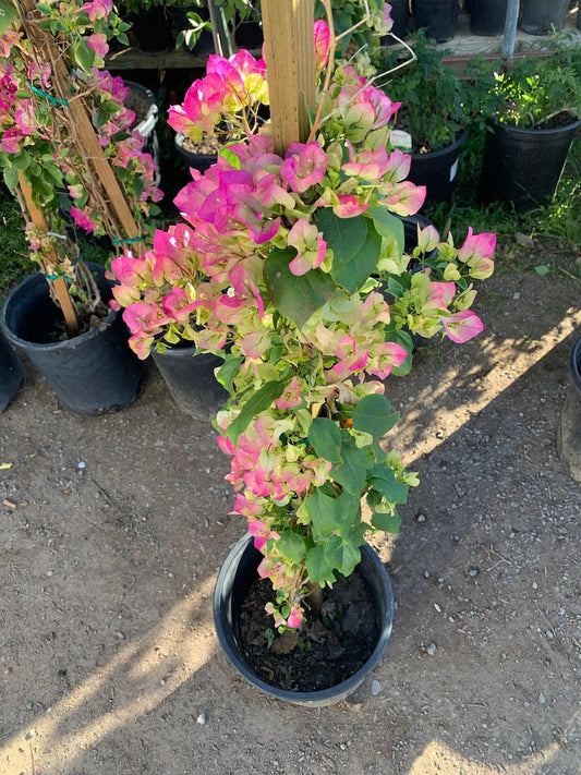 Bougainvillea Plant - 3 Gallon Pot - Pink & White Variety - Bougainvillea spp.
