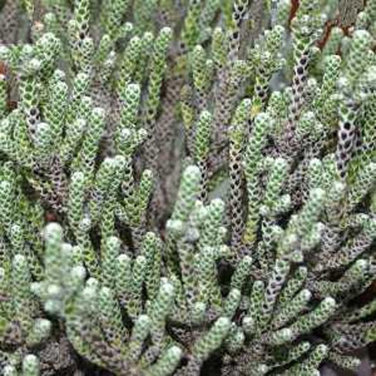 Coral Shrub Starter Plant - 4" Tall - Ozothamnus coralloides - Unique Silvery Green Leaves - Ships in 3" Pot