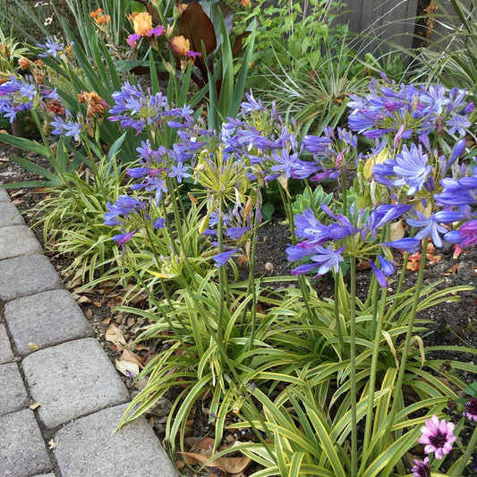 Agapanthus ‘Neverland’ Live Plant in 6" Pot - Bright Violet Lilac Blooms & Variegated Leaves - Perennial Garden Favorite