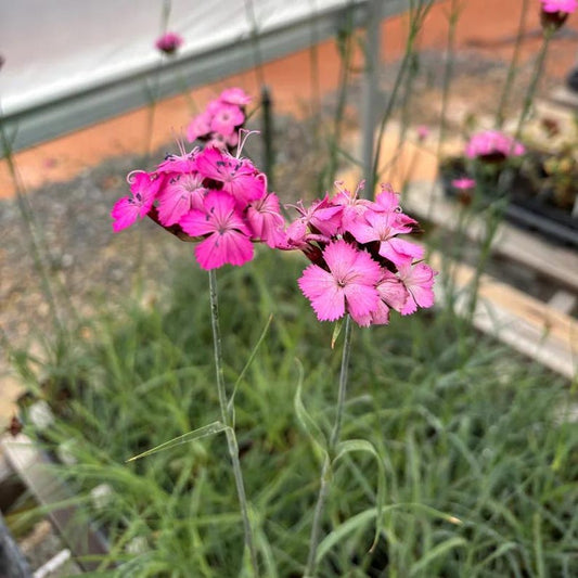 Carthusian Pink Live Plant 3.5” Pot - Dianthus carthusianorum - Full Sun Perennial for Zones 5-9 - European Native