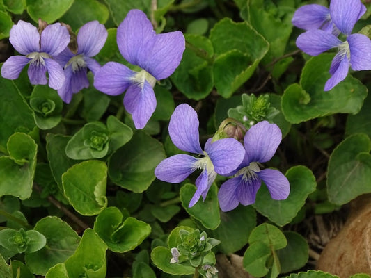 Common Blue Violet Plants - 20 Bare Root Rhizomes - Viola sororia - Wild Violet for Gardens and Landscaping
