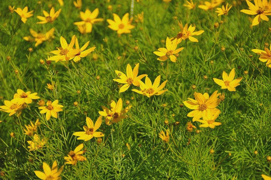 Coreopsis Plant - Bareroot Threadleaf Coreopsis - Coreopsis verticillata - Drought Tolerant Perennial for Full Sun