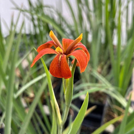 Copper Iris Live Plant 4" Pot - Iris fulva - Native North American Perennial for Full Sun to Part Shade