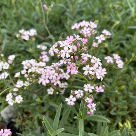 Creeping Baby's Breath Live Plant 3.5" Pot Pink Gypsophila repens 'Rosea' Full Sun Part Shade Zones 2-9
